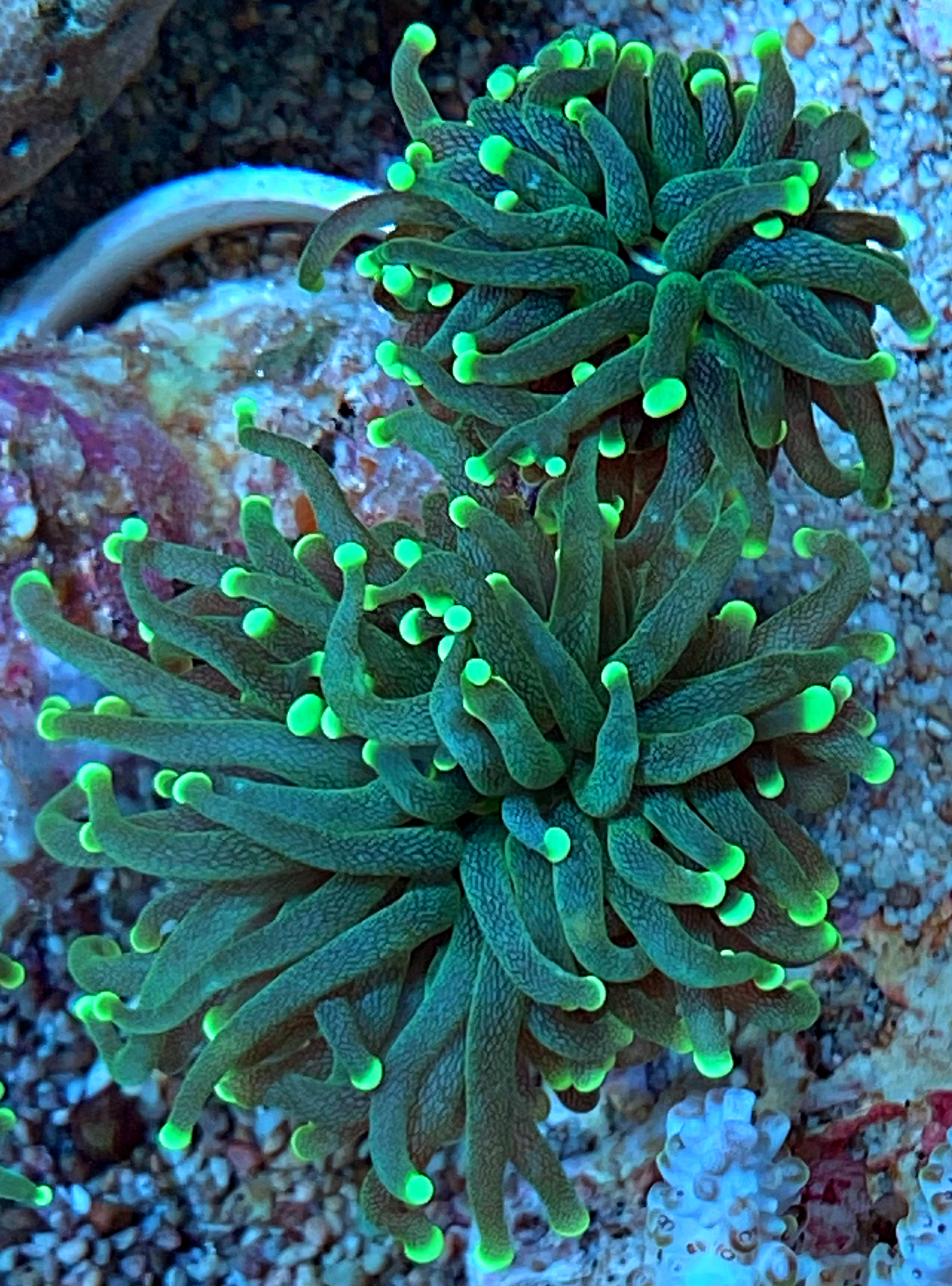 Euphyllia glabrescens- green Masterpiece - WYSIWYG - NZ