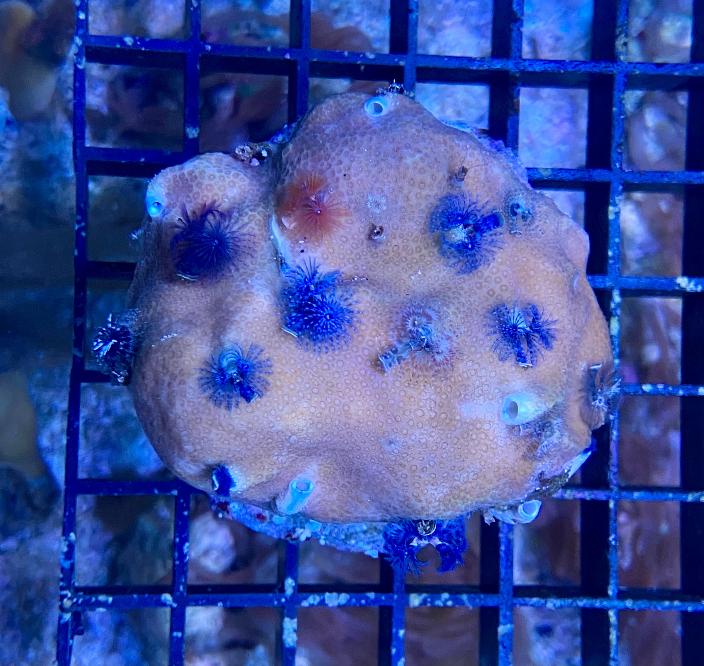 Porites lobata - Multicolor  - S