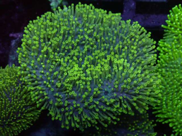 Sarcophyton Ehrenbergi - NEON Green - WYSIWYG - Größe L