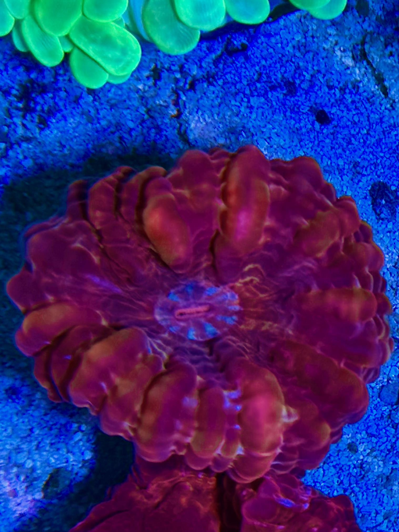  Cynarina lacrymalis -Tränenkoralle - Ultra red WYSIWYG 136 