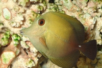 Zebrasoma scopas - Brauner Segelflossen-Doktorfisch-S