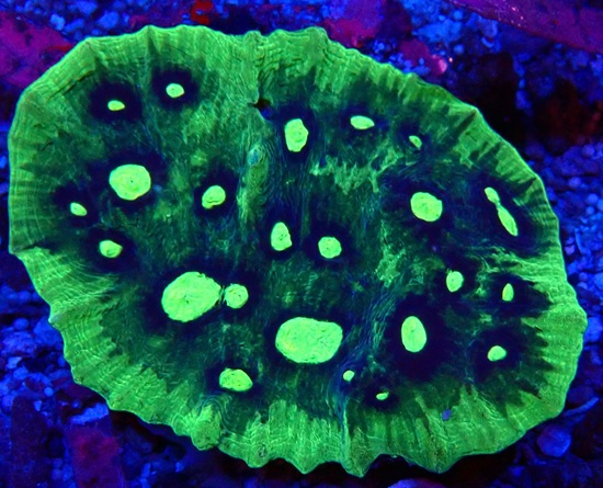 Echinophyllia sp. Chalice Coral Ultra - WYSIWYG E2