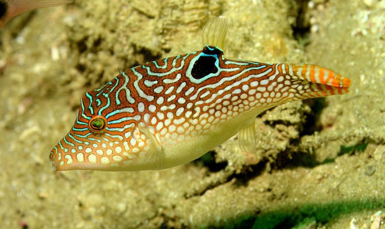 Canthigaster solandri Augenfleck-Spitzkopf-Kugelfisch