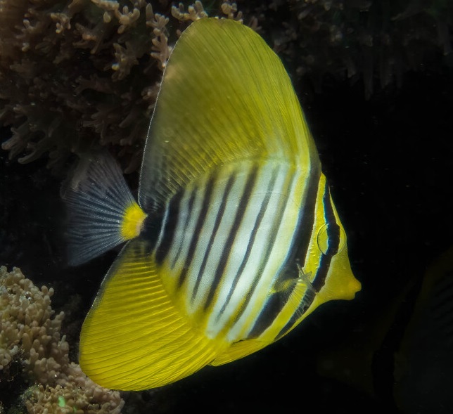 Zebrasoma desjardinii Indischer Segelflossen-Doktorfisch-L