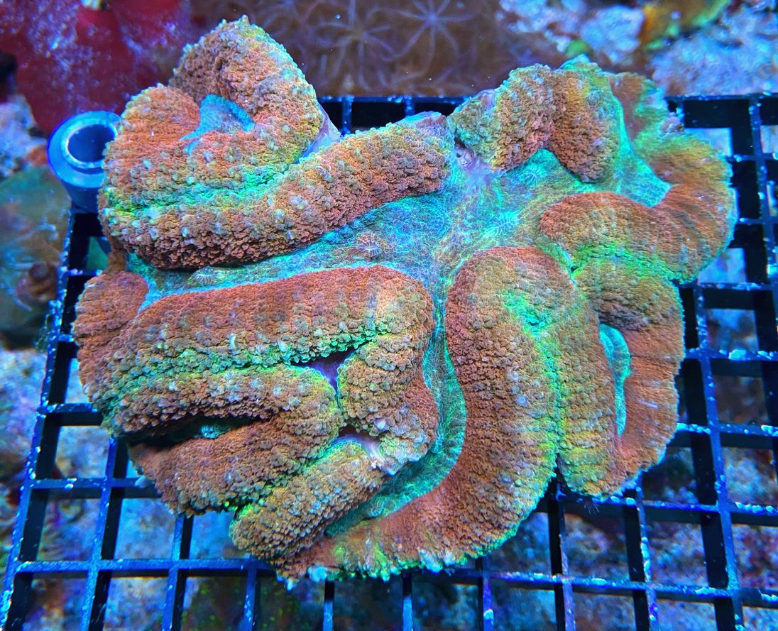 Lobophyllia hemprichii -  Doldenkoralle - Ultra Multi Color WYSIWYG 167