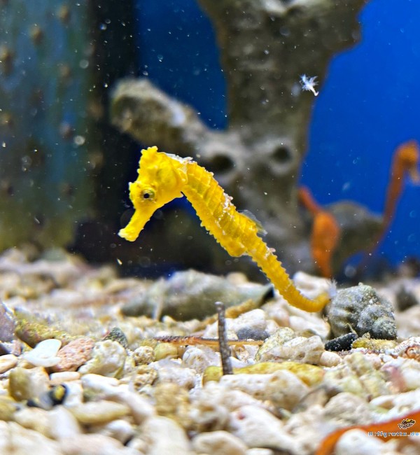 Hippocampus kuda: Langschnäuziges Seepferdchen Farbe gelb