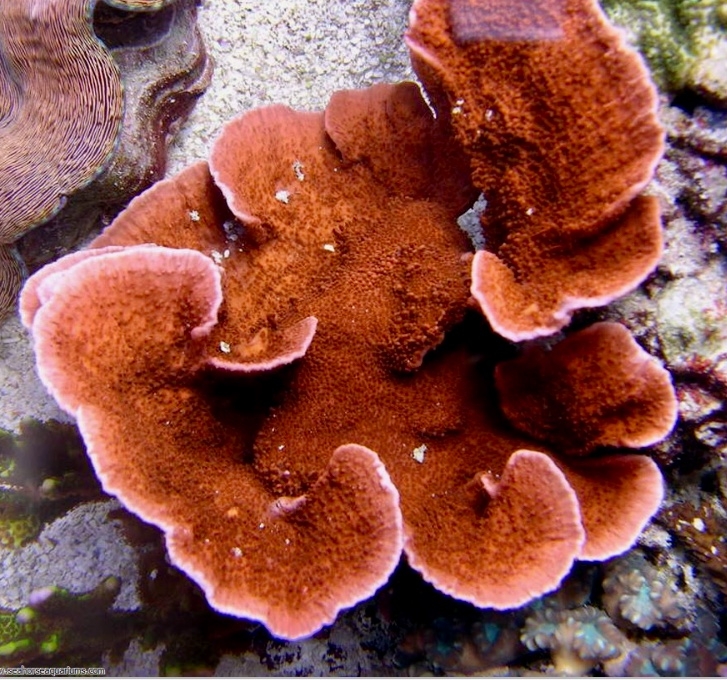 Montipora foliosa - Red Monti - Kleinpolypige Steinkoralle