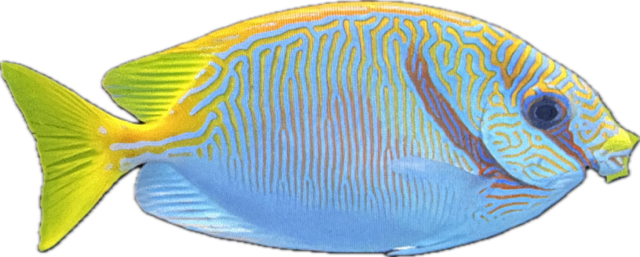 Siganus Doliiatus -Blaustreifen Kaninchenfisch S
