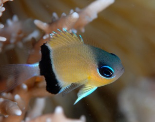 Pycnochromis retrofasciatus Schwalbenschwänzchen