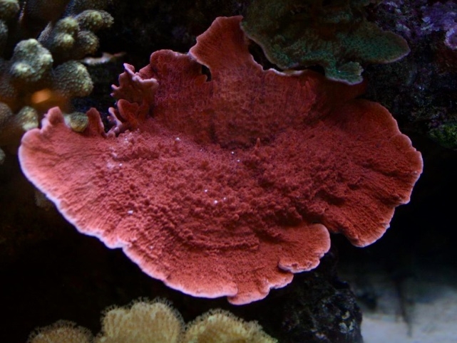 Montipora foliosa - Red Monti - Kleinpolypige Steinkoralle