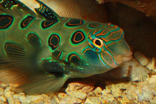 LSD Mandarinfisch Synchiropus picturatus 