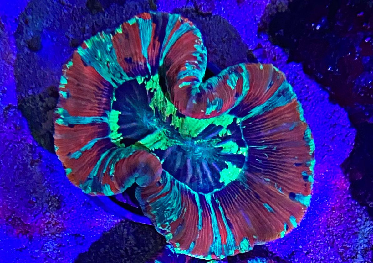 Trachyphyllia geoffroyi Wulstkoralle Red Star Multi Color WYSIWYG 124