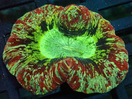 Trachyphyllia geoffroyi - Wulstkoralle-  Ultra Red - Multi Color - WYSIWYG 127b