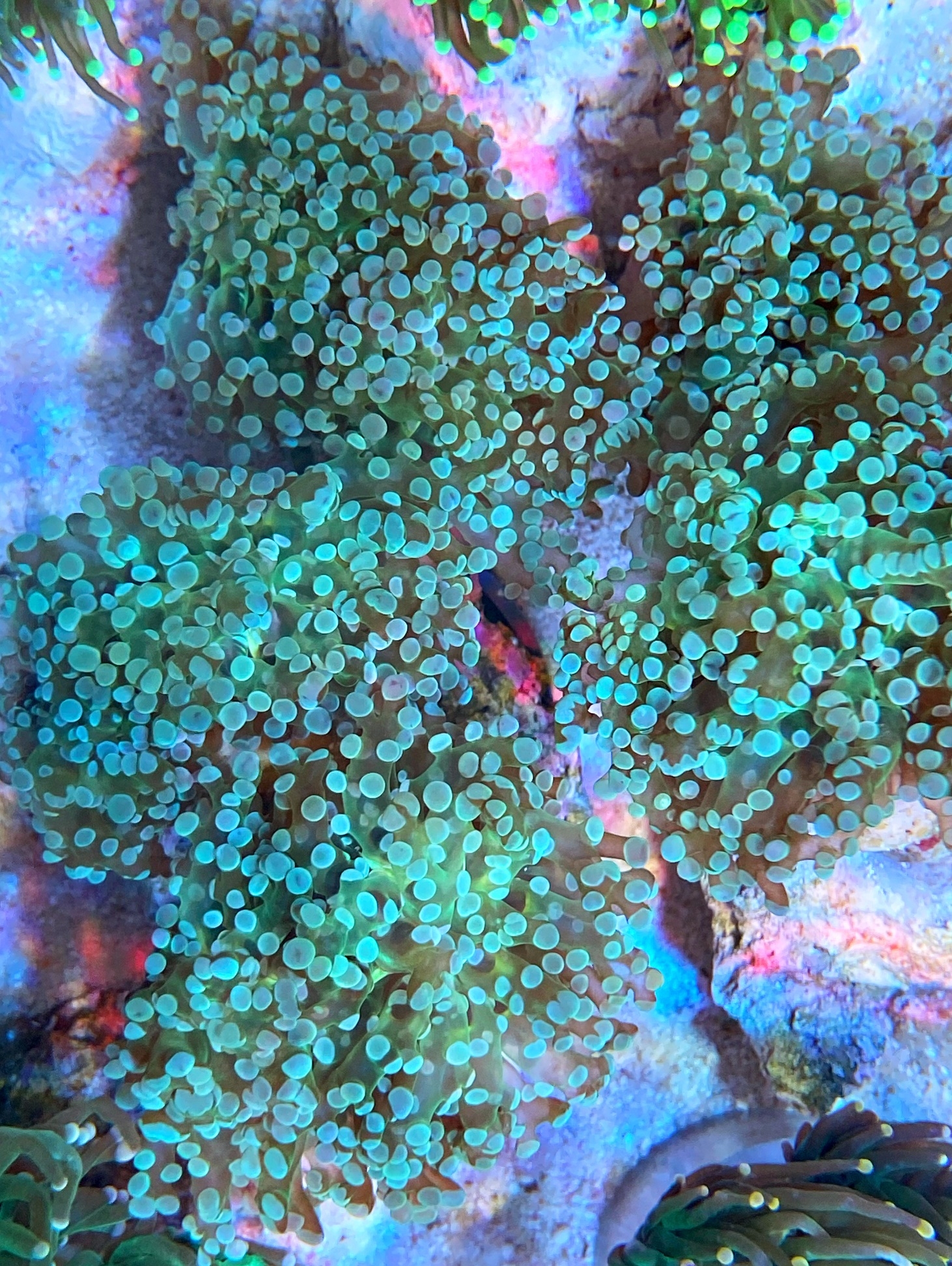 Euphyllia paradivisa - ultra green -1