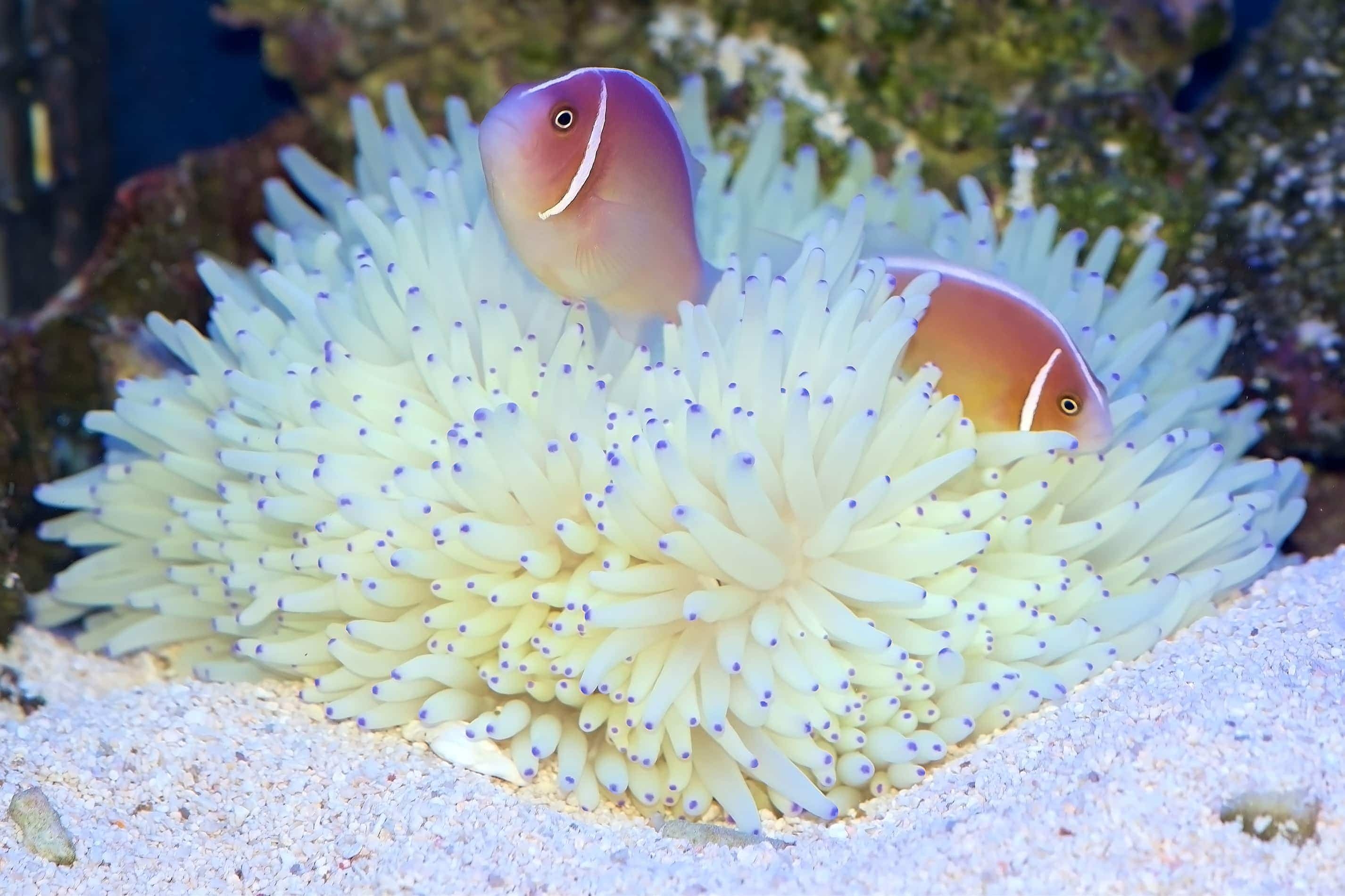 Heteractis malu Hawaii-Anemone Ultra Color Weiß/Gelb XL