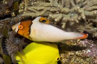 Cetoscarus bicolor Masken-Papageifisch Juvenil 