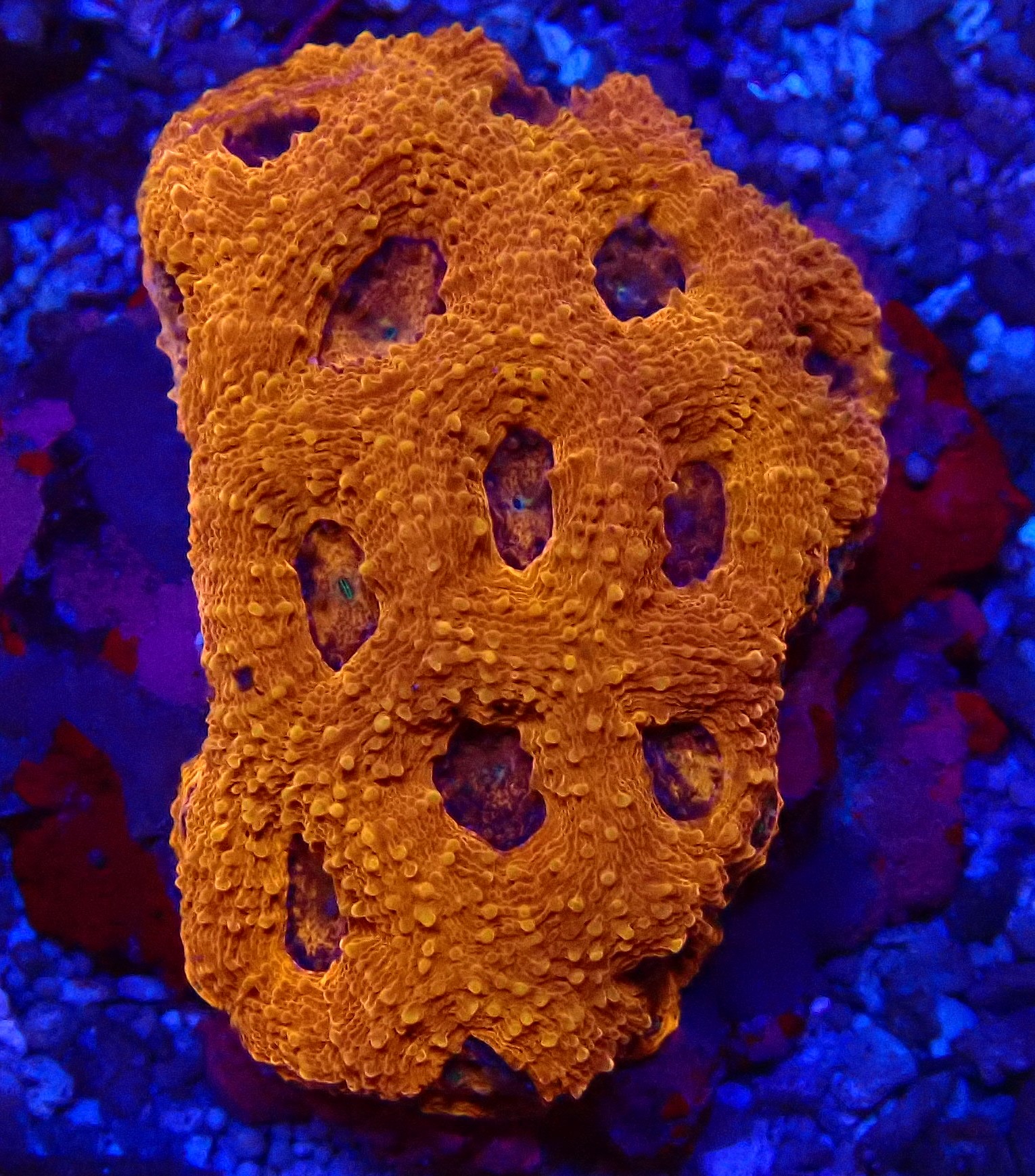 Acanthastrea echinata  - Großpolypige Steinkoralle - Orange Wonder - WYSIWYG 35