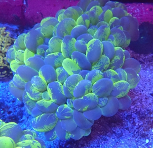 Plerogyra sinuosa Blasenkoralle - Ultra two tone Cat eye - WYSIWYG109 