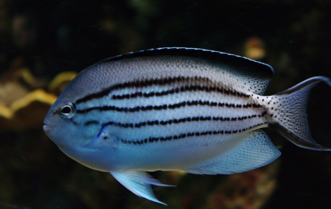 Genicanthus lamarck - Lamarcks Lyrakaiserfisch - Weibchen