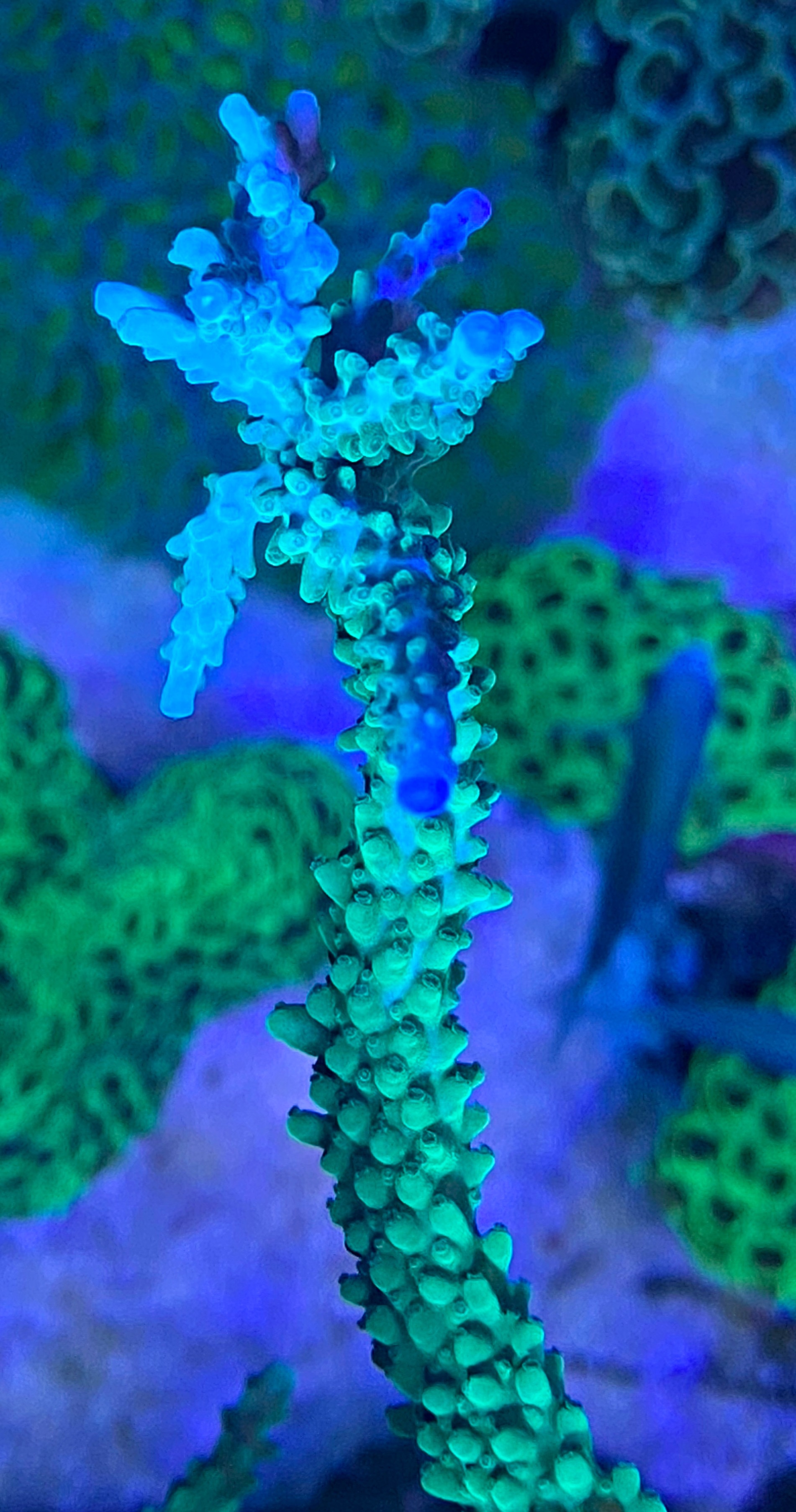 Acropora loisetteae - Kleinpolypige Steinkoralle