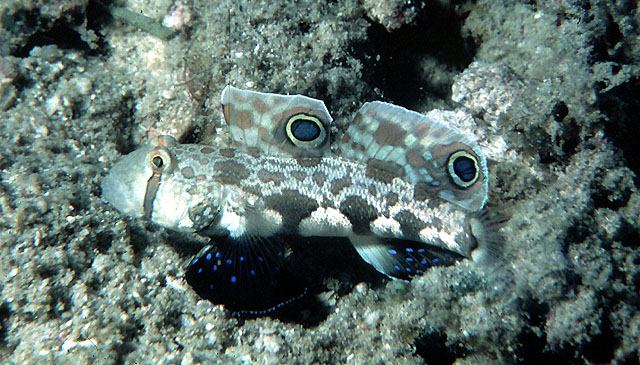 Krabbenaugengrundel Signigobius biocellatus