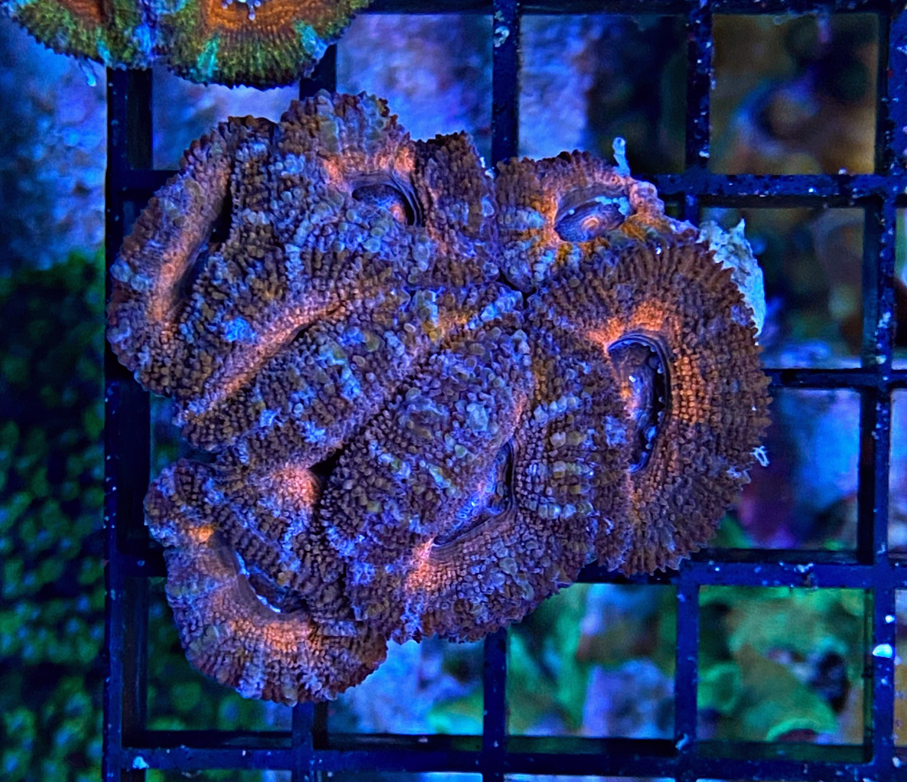 Acanthastrea lordhowensis - Großpolypige Steinkoralle - WYSIWYG 109