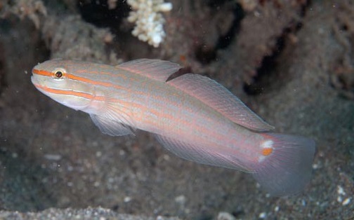 Amblygobius decussatus Orangestreifen-Grundel