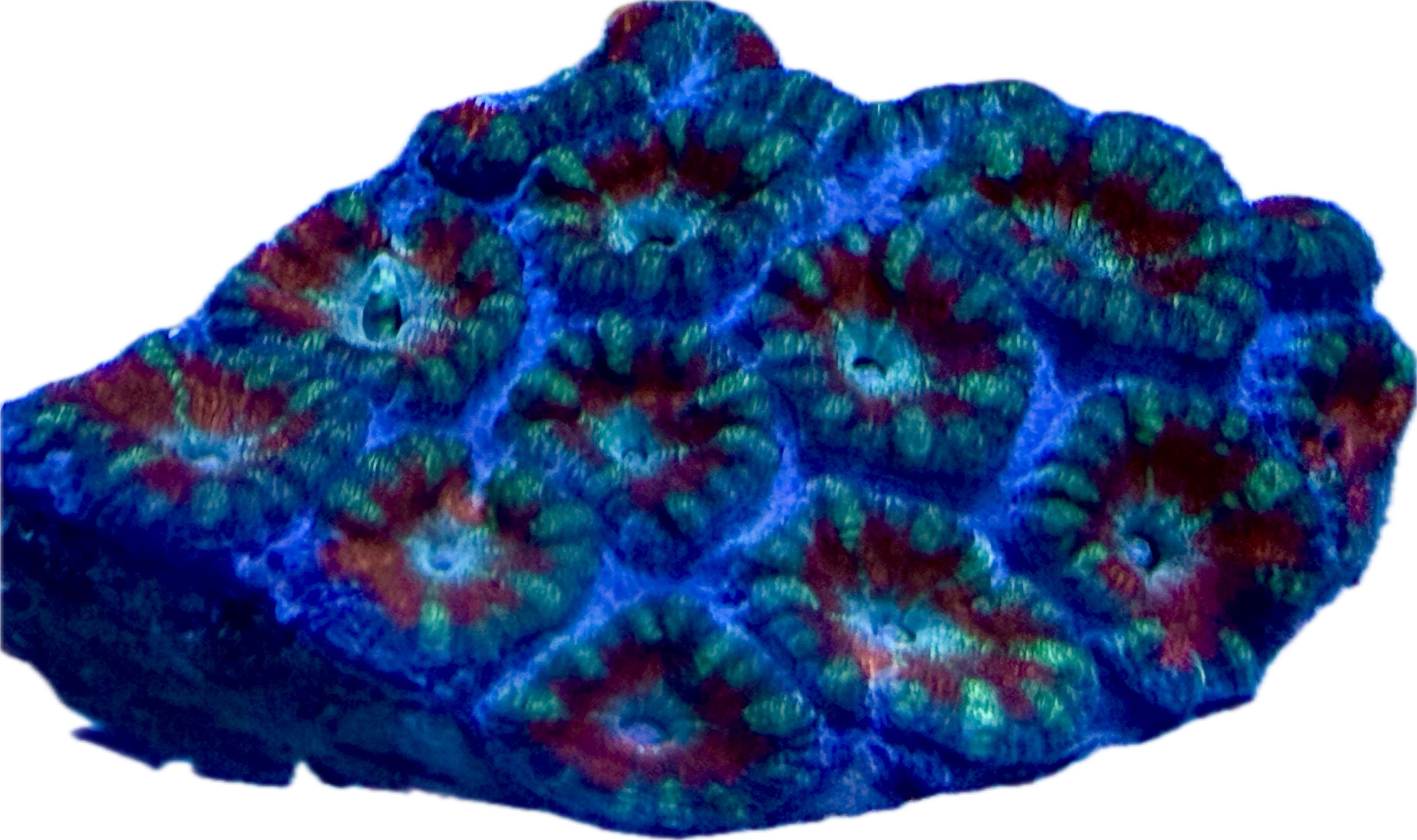 Acanthastrea lordhowensis - Großpolypige Steinkoralle - burning fire - WYSIWYG 125