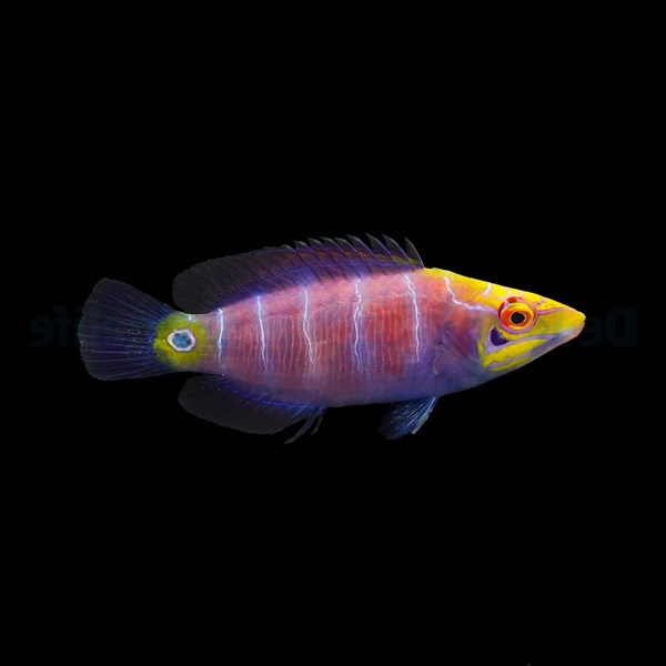 Pseudocheilinus ocellatus Geringelter Zwerglippfisch