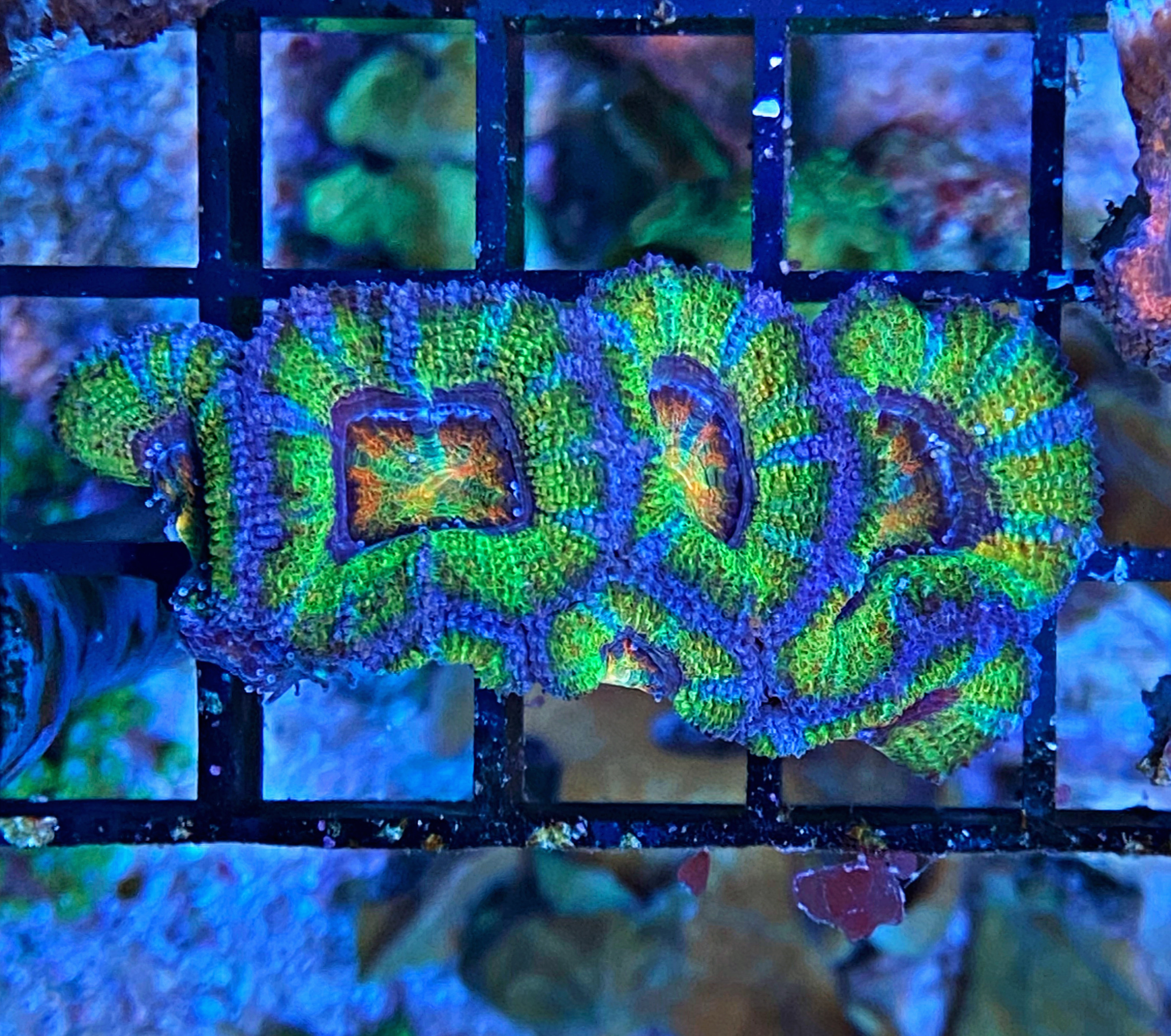 Acanthastrea lordhowensis - Großpolypige Steinkoralle - Galaxy - WYSIWYG 100a