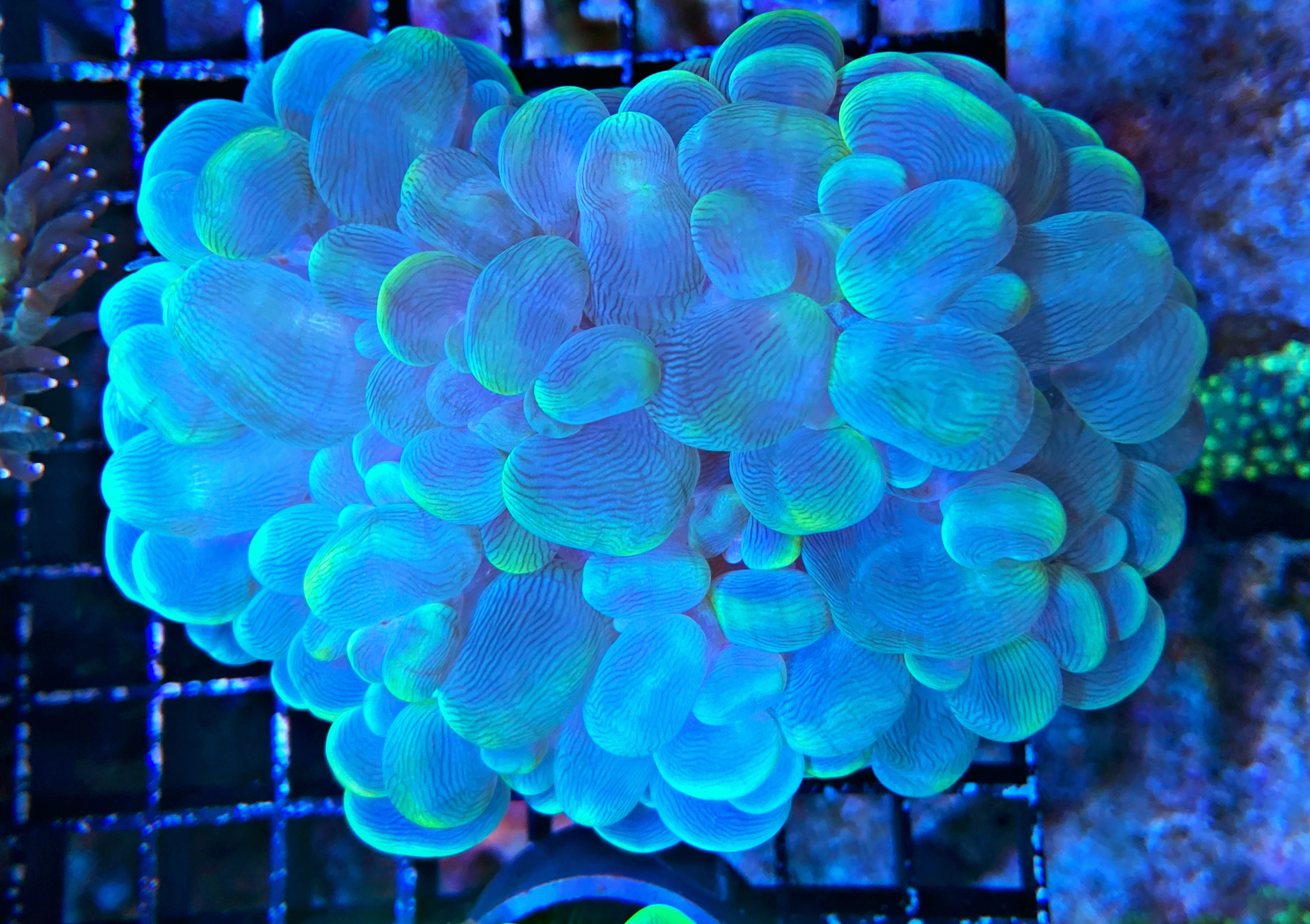 Plerogyra sinuosa Blasenkoralle - Cat Eyes Blue&Green  - WYSIWYG108