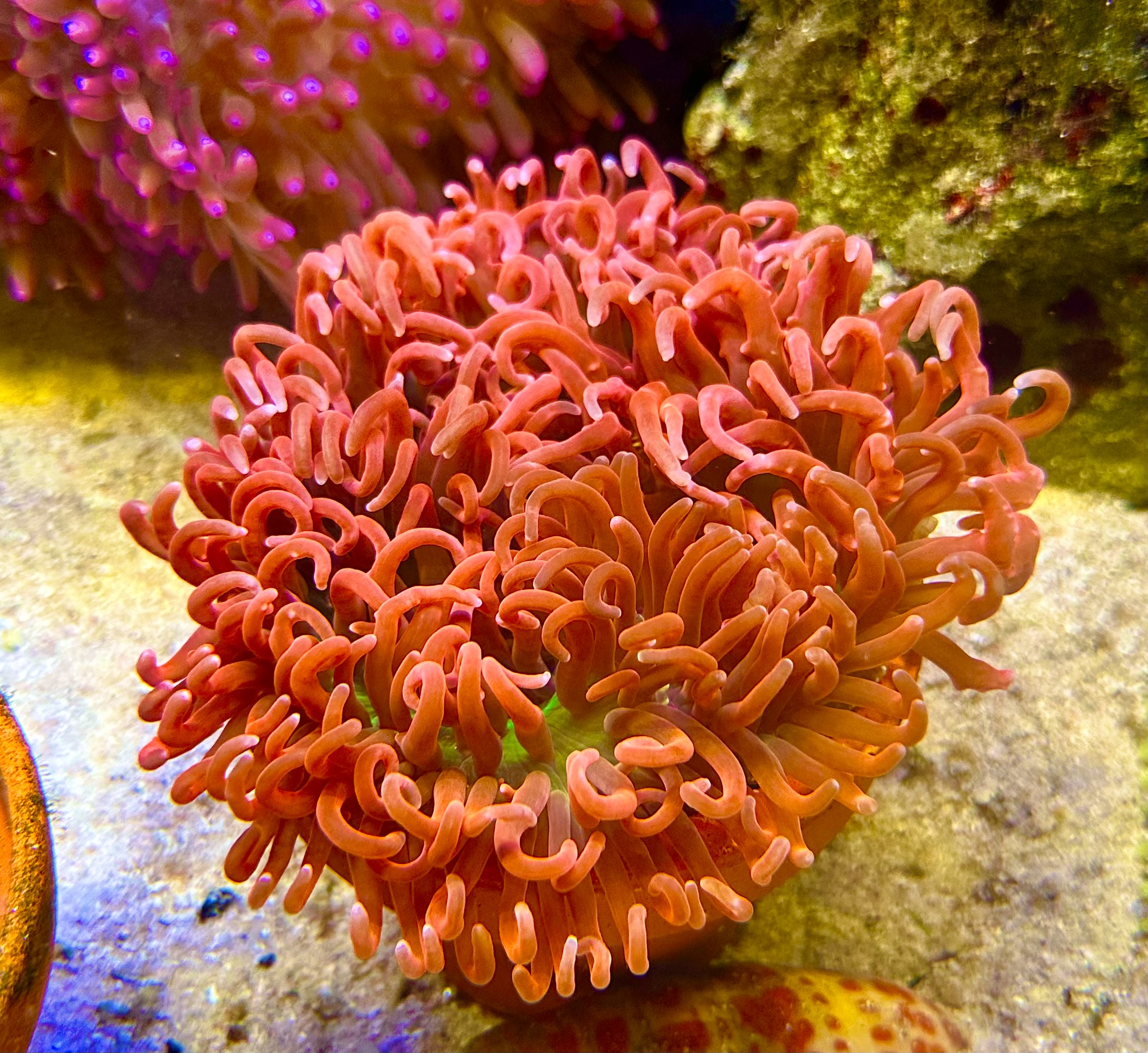 Macrodactyla doreensis Korkenzieher-Anemone Ultra red - WYSIWYG 23