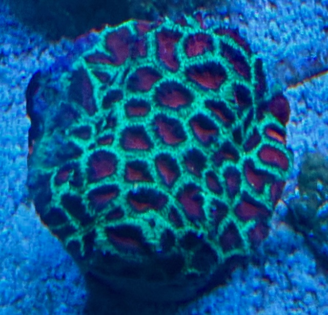 Favia spec. Red Sun-  Australien WYSIWYG 90