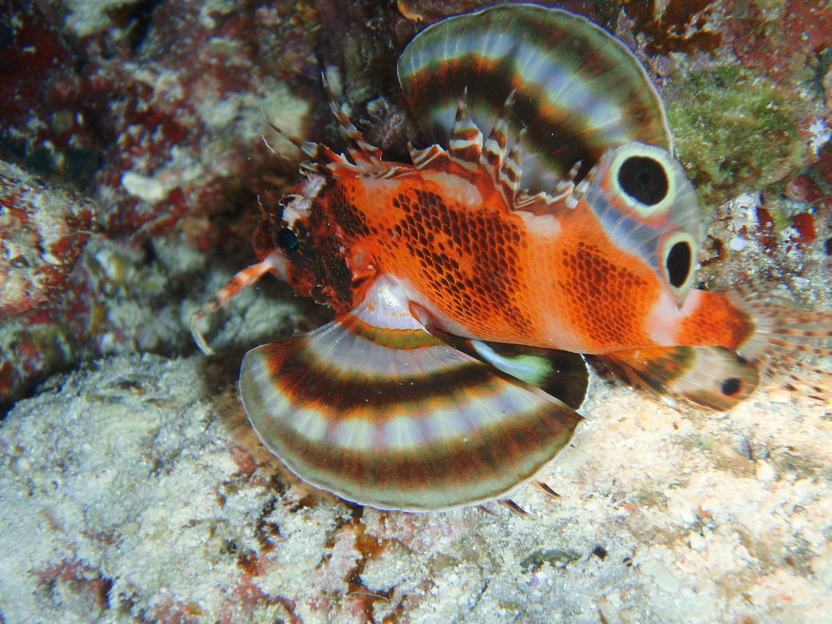 Rotfeuerfisch Zwerg Dendrochirus biocellatus