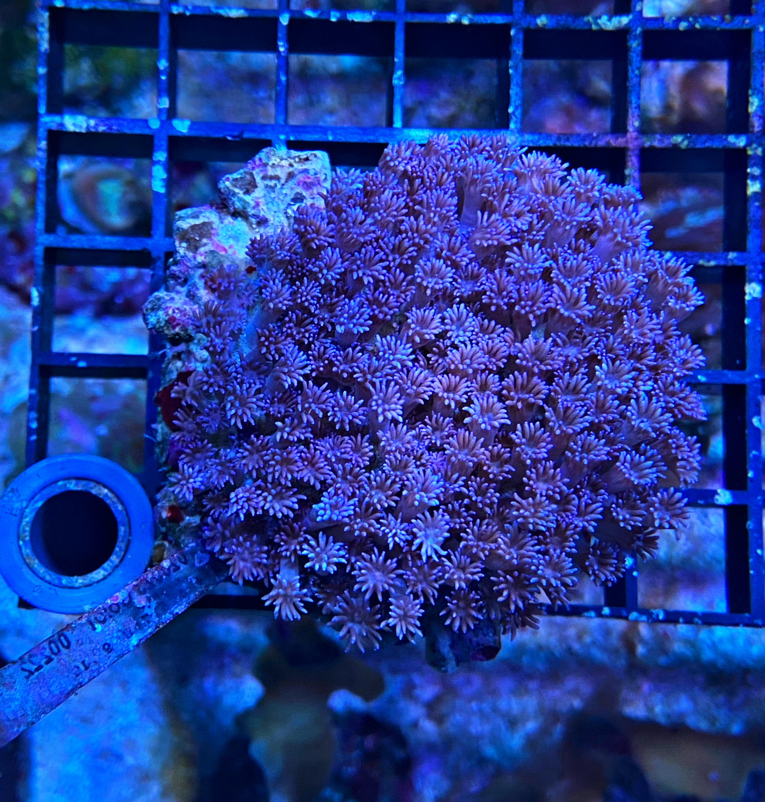 Goniopora Ultra purple 