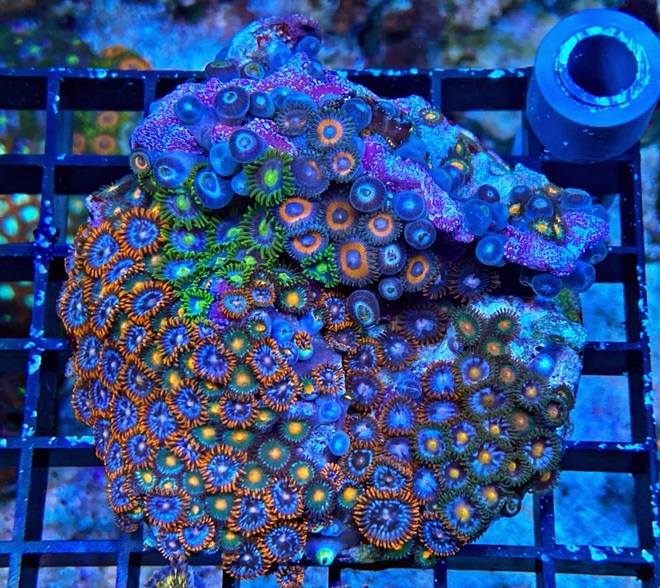 Zoanthus - Signature Zoa Garden2 - Multi Color - WYSIWYG