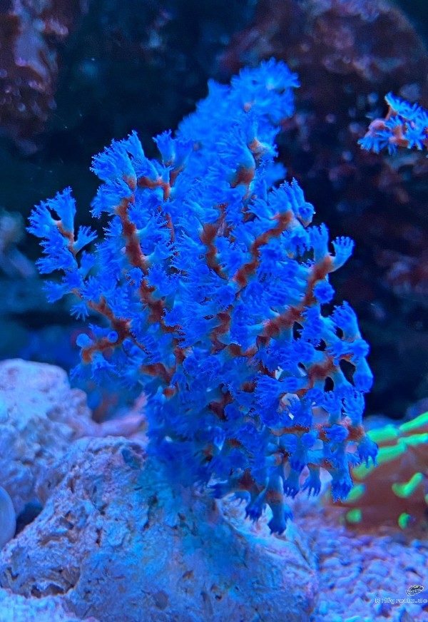 Acalycigorgia spec. Blaue Gorgonie Blue Star