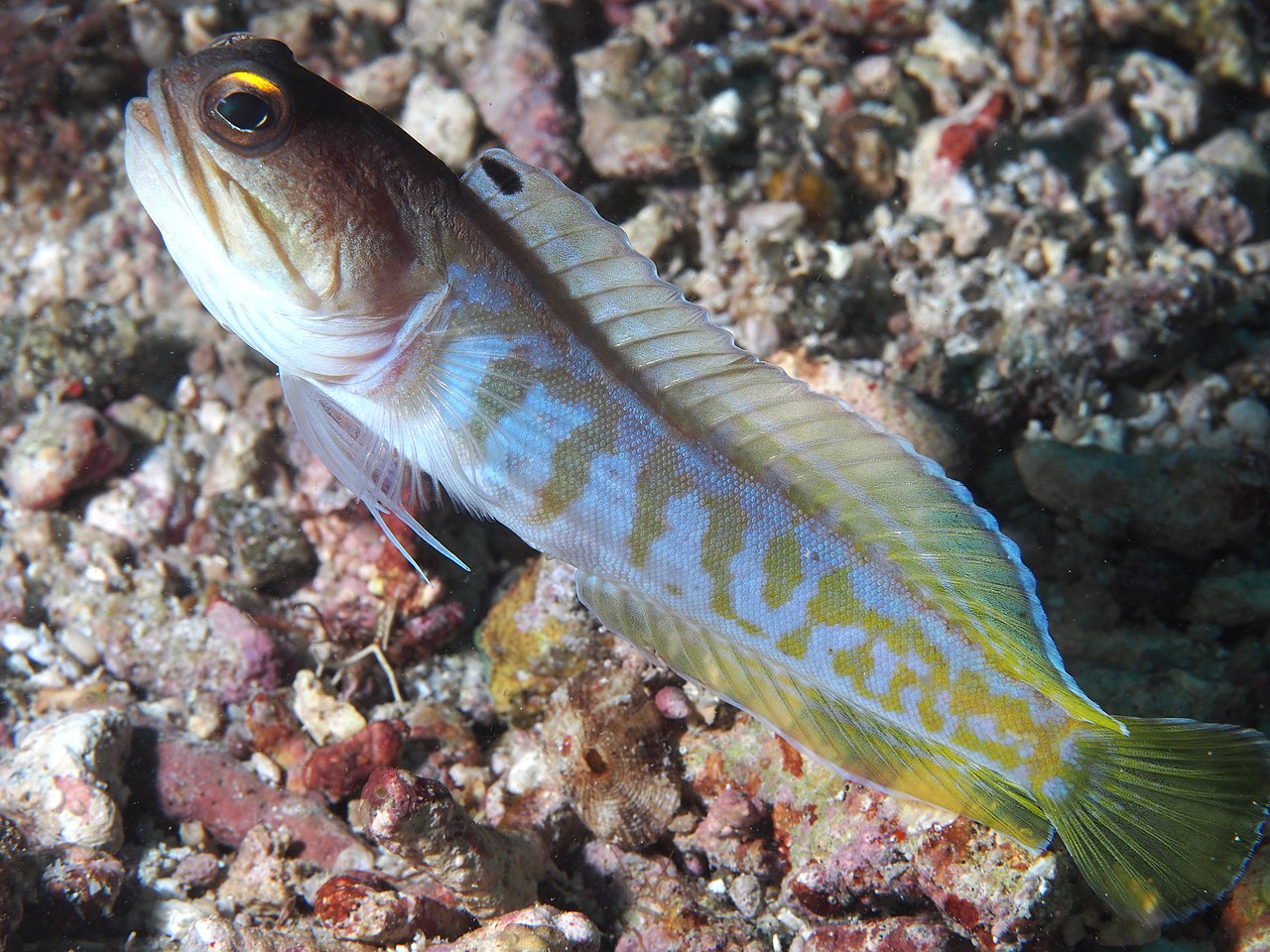 Brunnenbauer-Schwarzkappen Opistognathus randalli