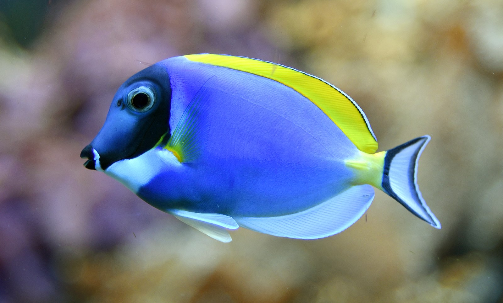 Acanthurus leucosternon - Weißkehl Doktorfisch Malediven-S