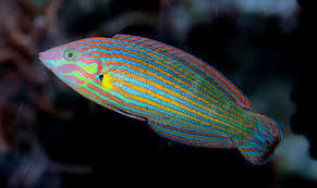 Halichoeres melanurus juvenil Regenbogenlippfisch - Male