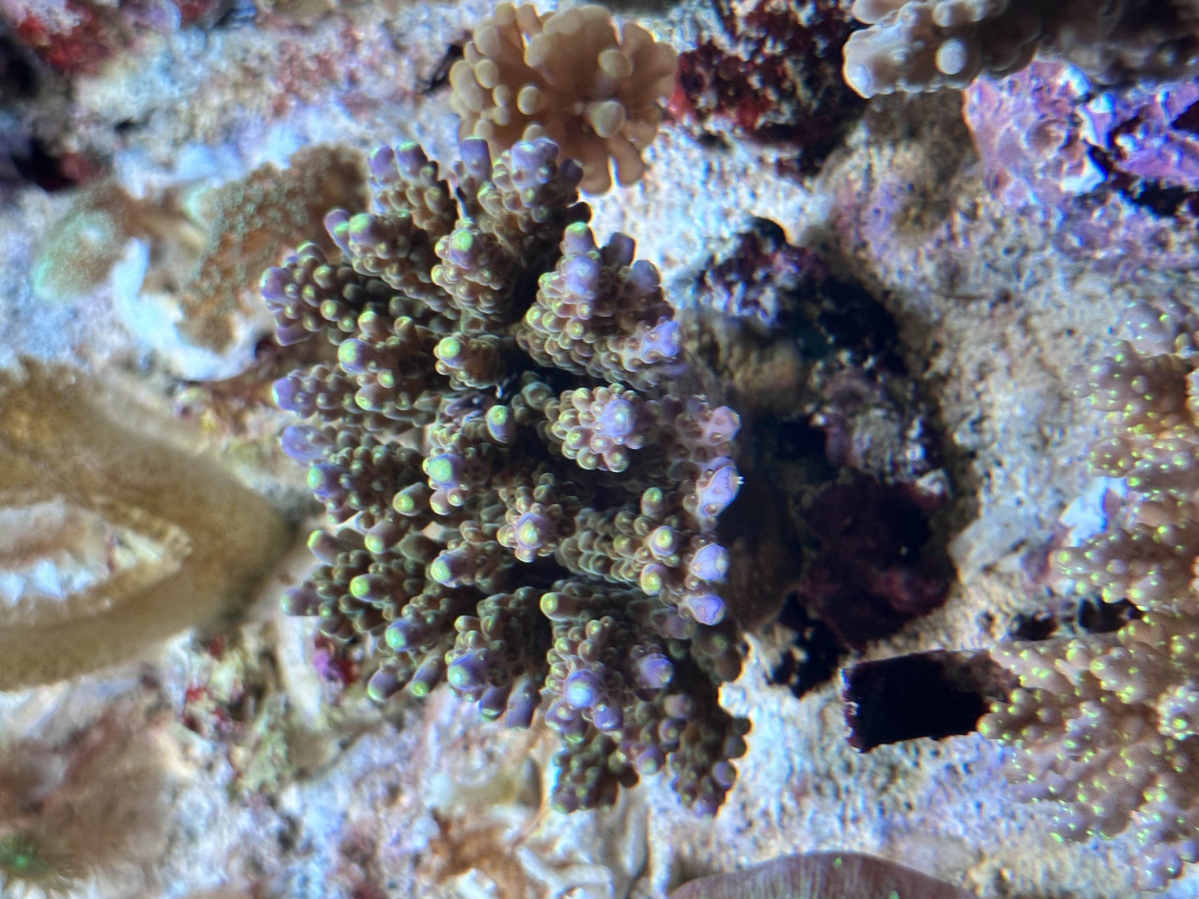 Acropora tenuis - Kleinpolypige Steinkoralle 
