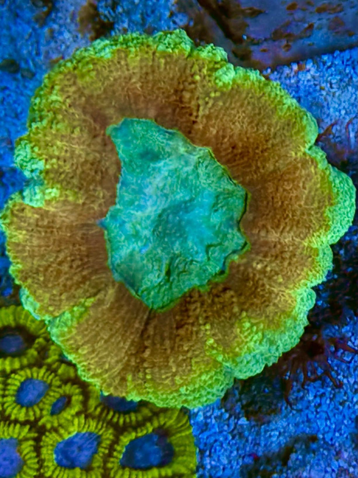 Symphyllia spec. Steinkorallen - Red BiColor - WYSIWYG 187