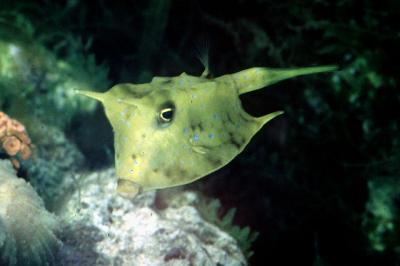 Lactoria cornuta Gehörnter Kuhkofferfisch