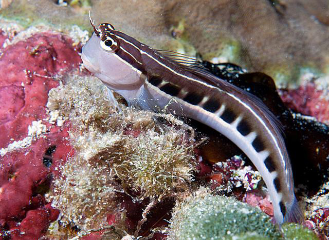 Ecsenius lineatus Gestreifter Blenny