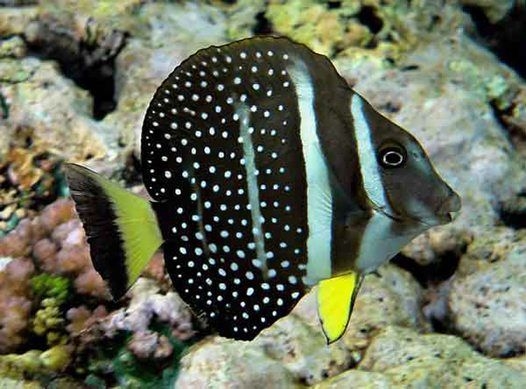 Acanthurus guttatus - Brandungs Doktorfisch