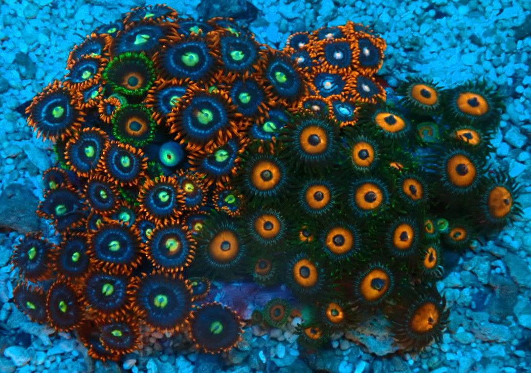 Zoanthus - Signature Zoa Garden3 - Multi Color - WYSIWYG 