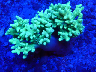 Fingerlederkoralle  Sinularia Flexibilis - Ultra green - AustralienWYSIWYG 67