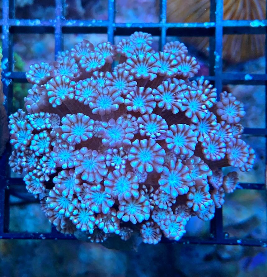 Alveopora gigas - Margeritenkoralle - Snow Queen  - WYSIWYG8