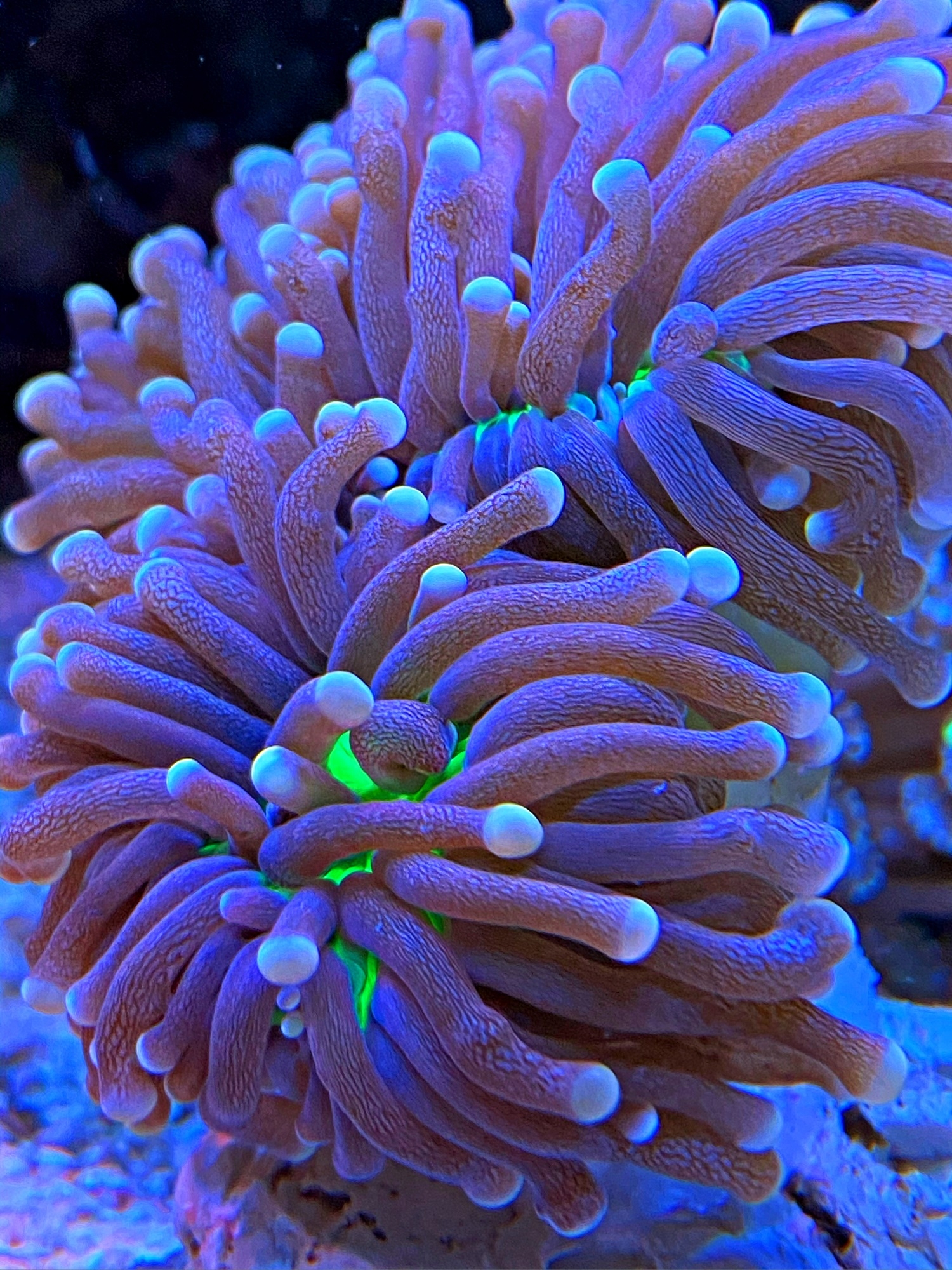 Euphyllia glabrescens - Dark Torch X bright green center