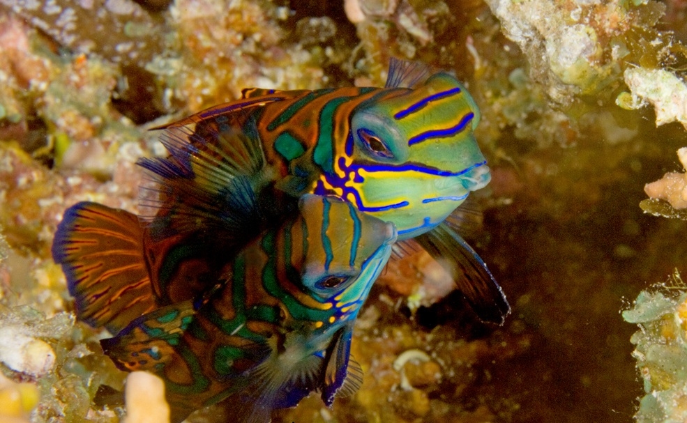 Mandarin-Leierfisch: Synchiropus splendidus Weibchen
